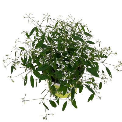 Zauberschnee™ 'Diamond Frost™' XL weiß, Topf 17 cm Ø, 2 Pflanzen Zauberschnee™ 'Diamond Frost™' XL weiß, Topf 17 cm Ø, 2 Pflanzen