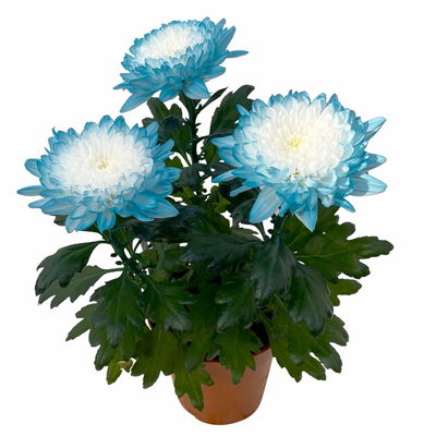 Chrysantheme 'Zembla Make-Upz® Uno Mix, Farben zufällig, Topf-Ø 13 cm, 3er-Set Chrysantheme 'Zembla Make-Upz® Uno Mix, Farben zufällig, Topf-Ø 13 cm, 3er-Set
