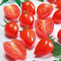 Bio Cocktailtomate 'Evita', Topf-Ø 12 cm, 3 Pflanzen