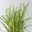 Bio Rutenhirse 'Heavy Metal', Topf 5 Liter