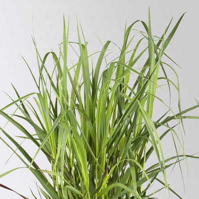 Bio Rutenhirse 'Heavy Metal', Topf 5 Liter