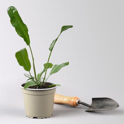 Bio Meerrettich, Topf-Ø 12 cm Bio Meerrettich, Topf-Ø 12 cm