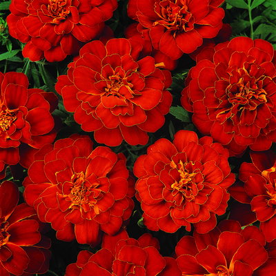 Tagetes, Farbe zufällig, Topf-Ø 13 cm, 6 Pflanzen