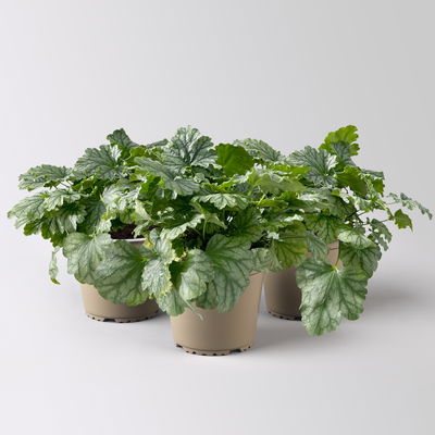 Bio Purpurglöckchen 'Paris', silbrig grün, Topf-Ø 12 cm, 3 Pflanzen Bio Purpurglöckchen 'Paris', silbrig grün, Topf-Ø 12 cm, 3 Pflanzen