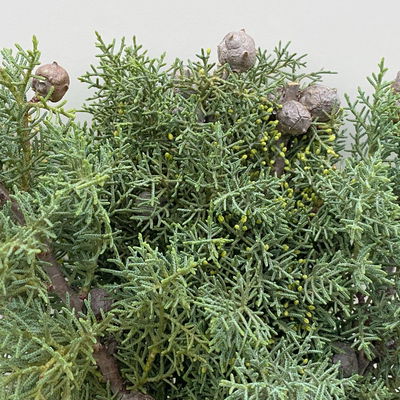 Zypressenzweige mit Zapfen im Handbund, blau, ca. 50 cm lang, 3 Bund Zypressenzweige mit Zapfen im Handbund, blau, ca. 50 cm lang, 3 Bund