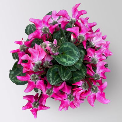 Alpenveilchen 'Petticoat Pink', pink, Topf-Ø 10,5 cm, 4 Pflanzen Alpenveilchen 'Petticoat Pink', pink, Topf-Ø 10,5 cm, 4 Pflanzen