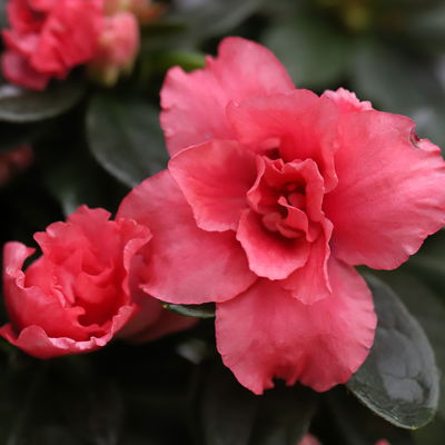 Azalee lachs gefüllt im Keramiktopf Dallas anthrazit, Topf-Ø 12 cm, 3er-Set