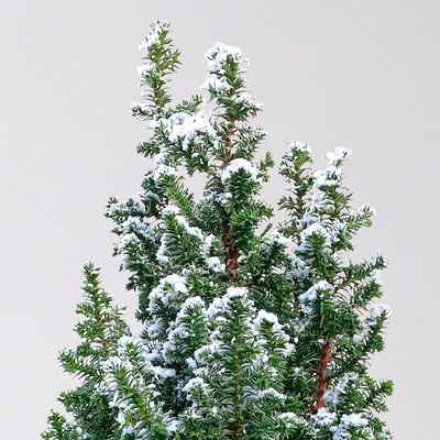 Pflanzenkreation Zauberhafter Winter, 8 Pflanzen + Lichterkette + Erde Pflanzenkreation Zauberhafter Winter, 8 Pflanzen + Lichterkette + Erde