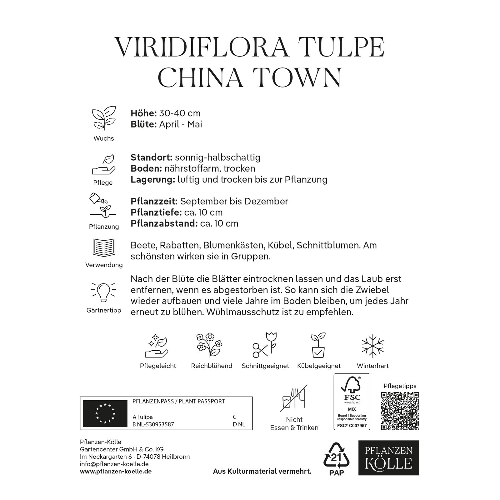 Viridiflora Tulpen 'China Town', rosa, 7 Blumenzwiebeln