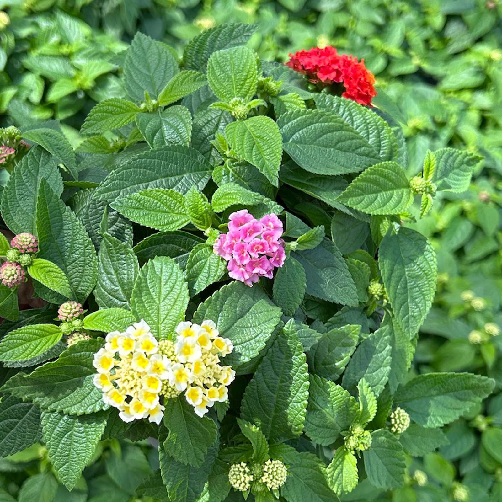Wandelröschen, mehrfarbig, Farben zufällig, Topf-Ø 12 cm, 6 Pflanzen
