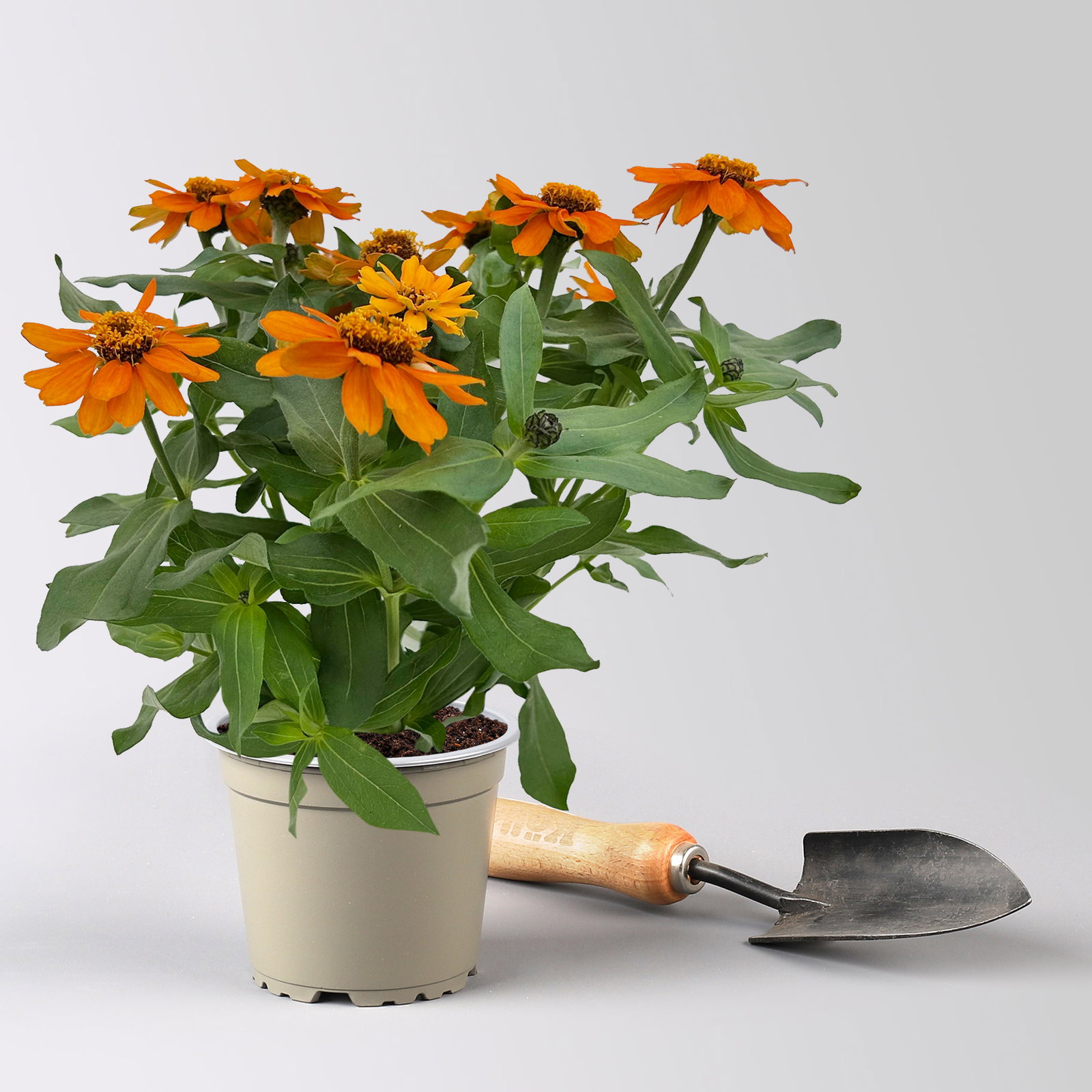 Zinnie, kleinblütig, Farben zufällig, Topf-Ø 12 cm, 6 Pflanzen