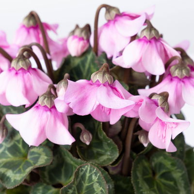 Alpenveilchen 'Petticoat Lightpink' hellrosa, Topf-Ø 10,5 cm, 4 Pflanzen