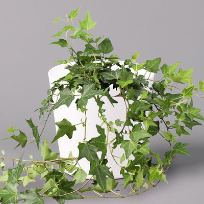 Hedera helix in Keramiktopf Dallas weiß, Topf-Ø 12/13 cm, 3er-Set