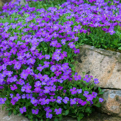 Garten-Blaukissen, violettblau, Topf-Ø 13 cm, 6 Pflanzen