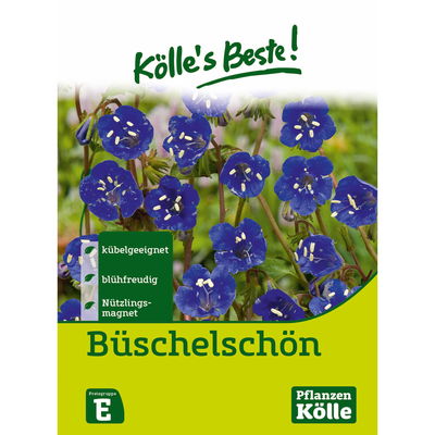 Kölles Beste Büschelschön 'Bienenfreund'