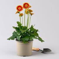 Gerbera 'Garvinea® Orange', Topf-Ø 19 cm