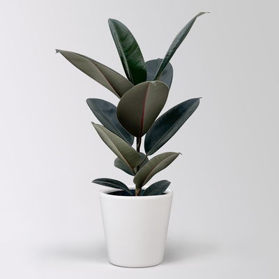 Gummibaum 'Abidjan' in Keramiktopf Dallas weiß, Topf-Ø 17 cm, Höhe ca. 55 cm Gummibaum 'Abidjan' in Keramiktopf Dallas weiß, Topf-Ø 17 cm, Höhe ca. 55 cm