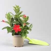 Dipladenie, rot, Topf-Ø 10,5 cm, 3 Pflanzen