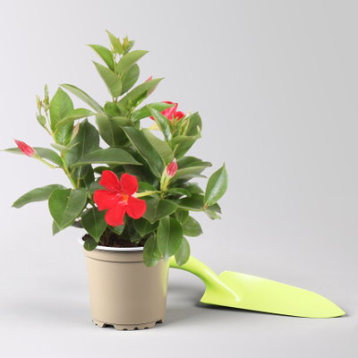 Dipladenie, rot, Topf-Ø 10,5 cm, 3 Pflanzen Dipladenie, rot, Topf-Ø 10,5 cm, 3 Pflanzen