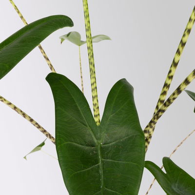 Alocasia 'Zebrina', in Keramiktopf Dallas, Topf-Ø 17 cm, Höhe ca. 60 cm Alocasia 'Zebrina', in Keramiktopf Dallas, Topf-Ø 17 cm, Höhe ca. 60 cm