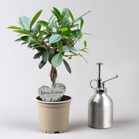 Ficus Flechtstamm Mix 'Kumani' & 'Maya' , Topf-Ø 12 cm, Höhe ca. 40 cm, 2 Stück