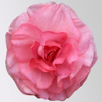 Fleißiges Lieschen 'Pink' rosa, gefüllt, Topf -Ø 12 cm, 6 Pflanzen