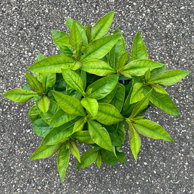 Kölles Beste Flammenblume 'Adessa® Rose Eye', 3 Liter Topf