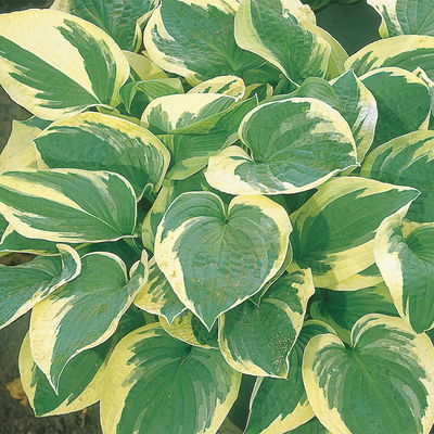 Bio Funkien 'Frances Williams' hellviolett, Topf 11x11 cm, 3 Pflanzen