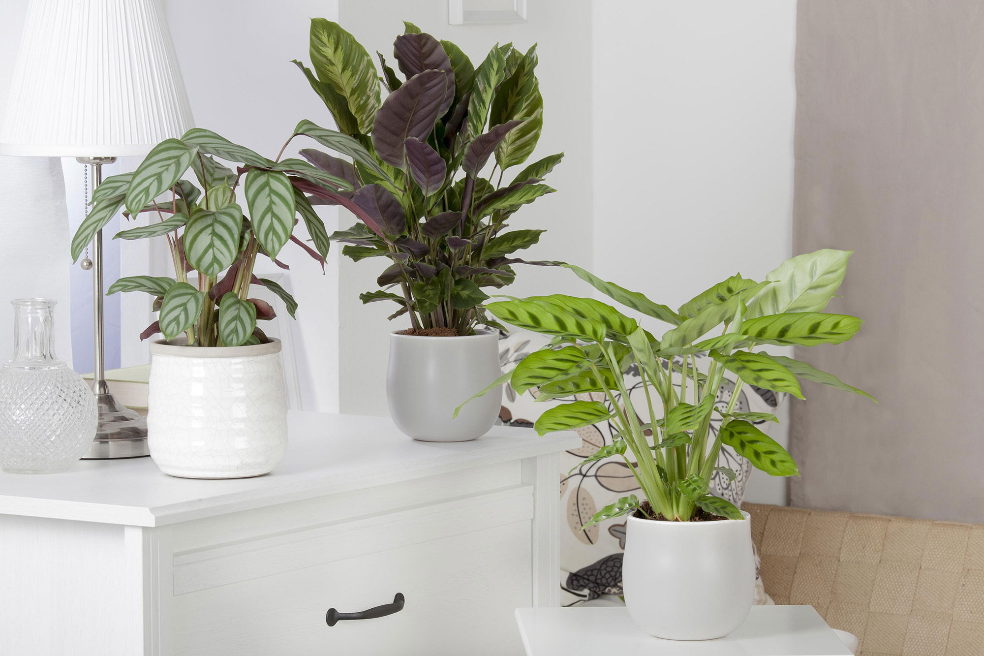 Calathea im Topf auf weißer Komode Calathea im Topf auf weißer Komode