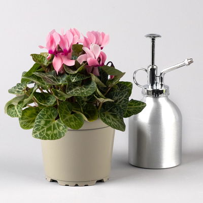 Alpenveilchen Mix, Farbe zufällig, Topf-Ø 10,5 cm, Höhe ca. 23 cm, 8 Pflanzen