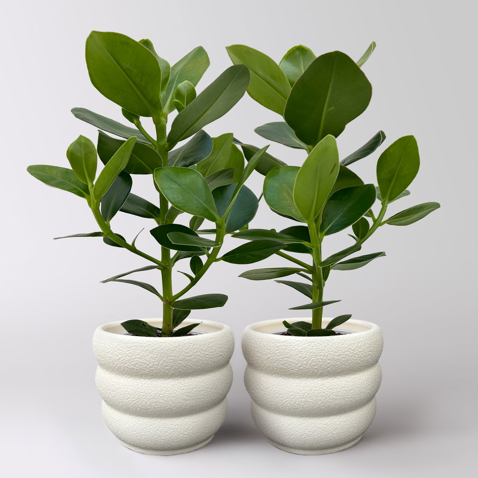 Balsamapfel 'Princess', Topf-Ø 12 cm, 2 Pflanzen, inkl. Keramikübertopf Byron