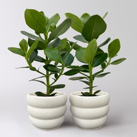 Balsamapfel 'Princess', Topf-Ø 12 cm, 2 Pflanzen, inkl. Keramikübertopf Byron