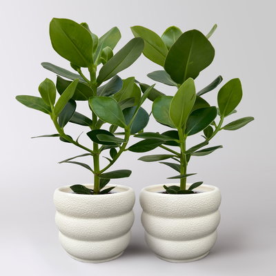 Balsamapfel 'Princess', Topf-Ø 12 cm, 2 Pflanzen, inkl. Keramikübertopf Byron