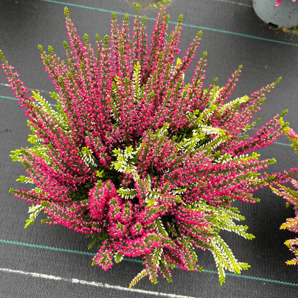 Calluna 'Colour Peaks', Farbe zufällig, Topf-Ø 13 cm, 4 Pflanzen