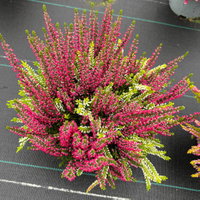Calluna 'Colour Peaks', Farbe zufällig, Topf-Ø 13 cm, 4 Pflanzen