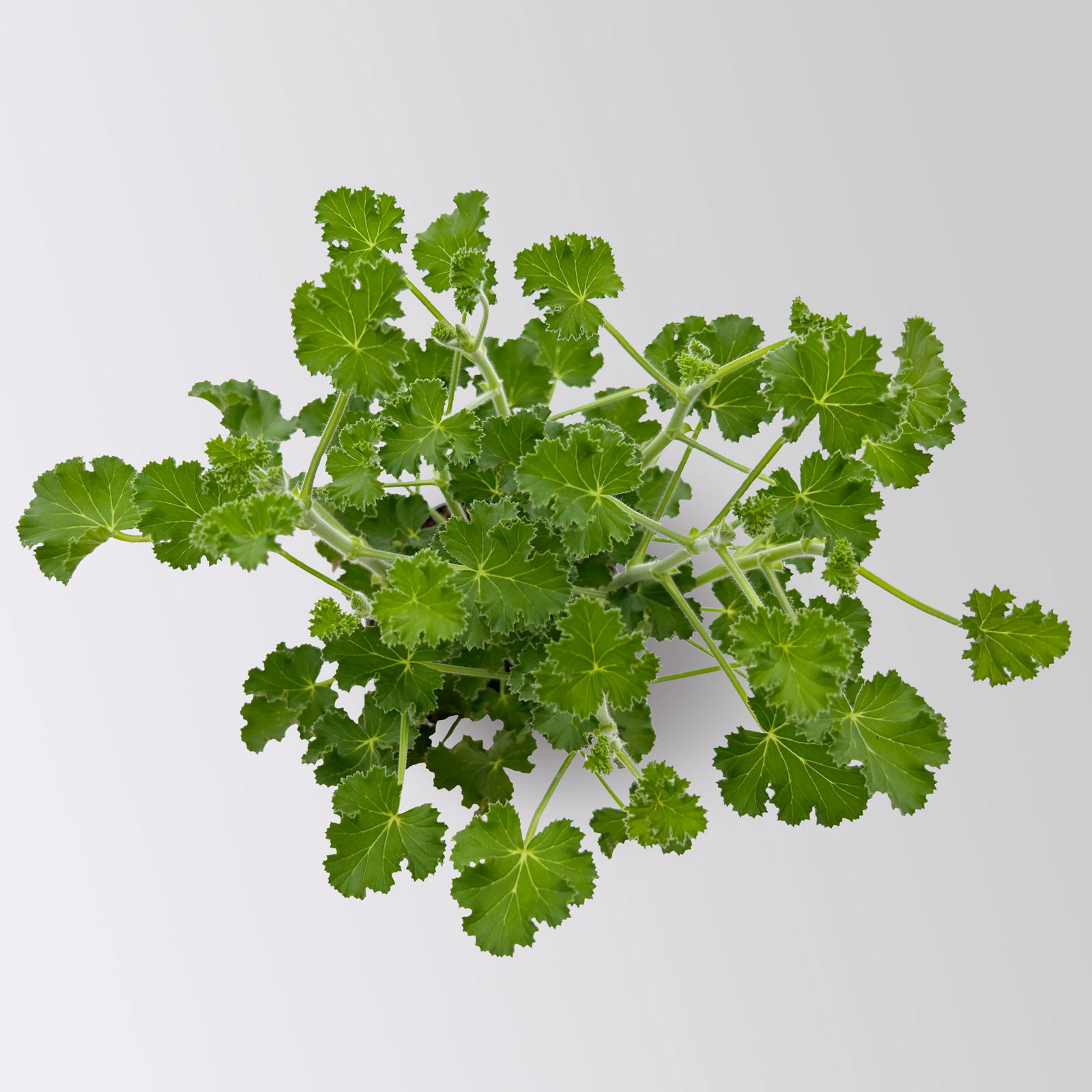 Duftgeranie 'Freshfruity® Cola Fresh', Topf-Ø 12 cm, 6 Pflanzen