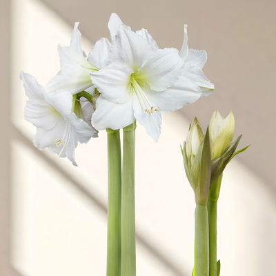 Amaryllis in Wachs, Dekor 'Basic Red burgundy', Blüte weiß, 2 Pflanzen