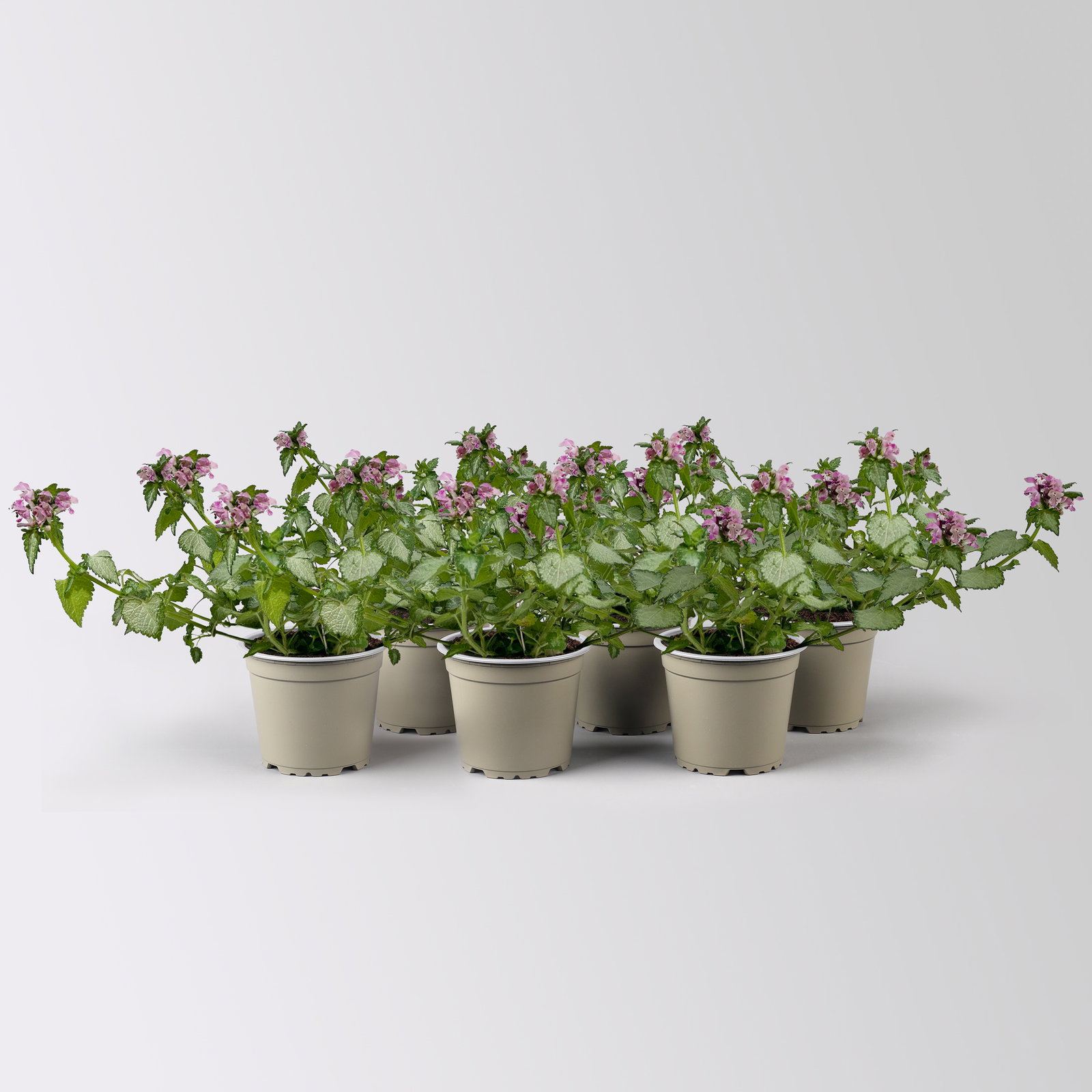 Gefleckte Silber-Taubnessel 'Pink Chablis' Topf-Ø 13 cm, 6 Pflanzen