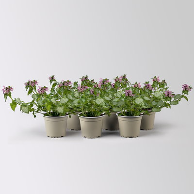 Gefleckte Silber-Taubnessel 'Pink Chablis' Topf-Ø 13 cm, 6 Pflanzen