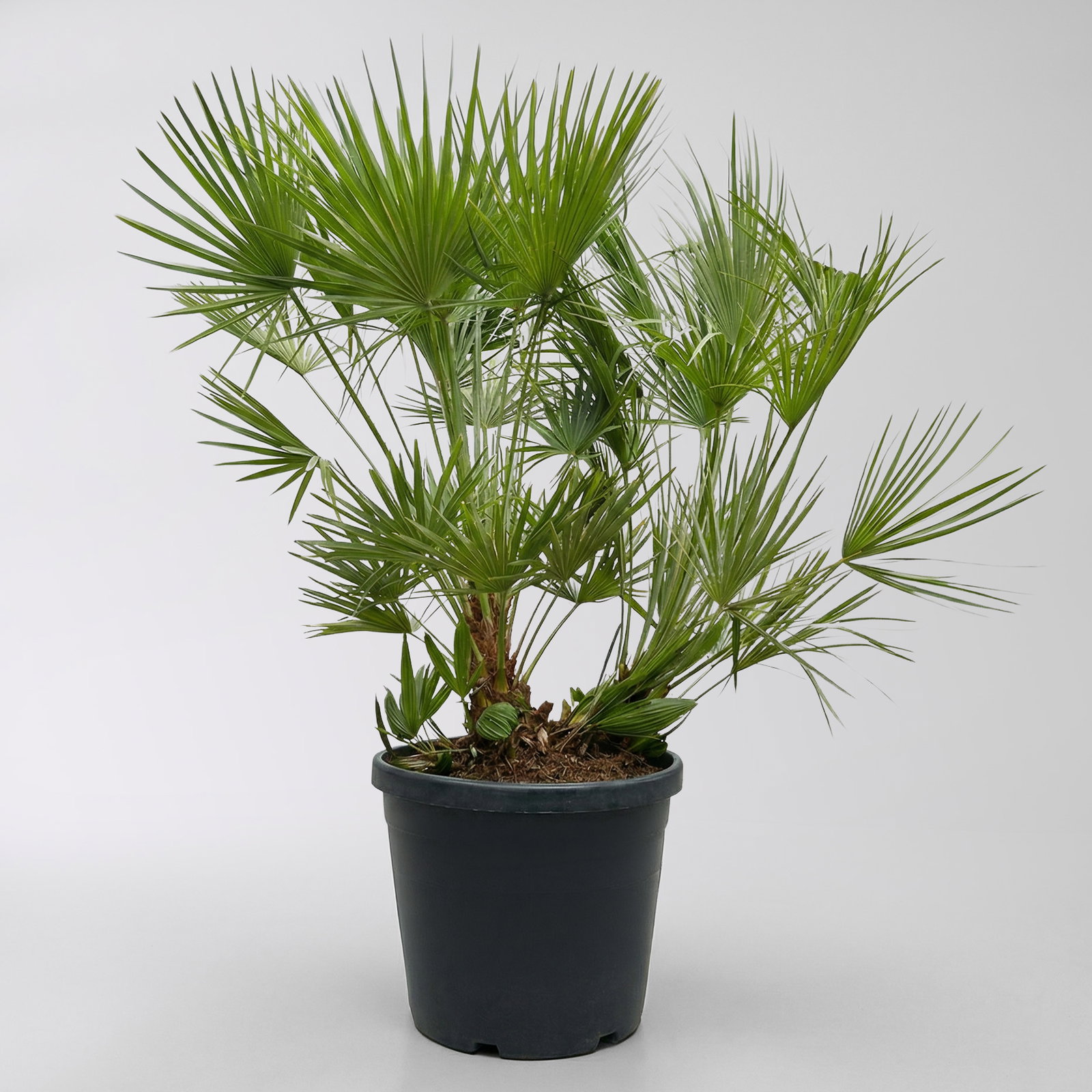 Chamaerops humilis, Multistamm, Topf 45 Liter, Höhe ca. 150-175 cm