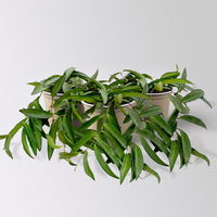 Bio Porzellanblume 'Hoya wayetii', Topf-Ø 10,5 cm, 3 Pflanzen