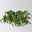 Bio Porzellanblume 'Hoya wayetii', Topf-Ø 10,5 cm, 3 Pflanzen Bio Porzellanblume 'Hoya wayetii', Topf-Ø 10,5 cm, 3 Pflanzen