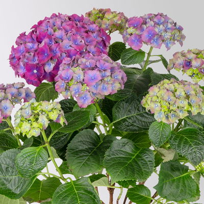 Hortensie 'Hi™ Fire', rot-lila, Topf-Ø 14 cm, Höhe ca. 40 cm