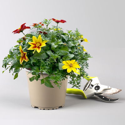 Bidens'Trio' mehrfarbig, Topf-Ø ca. 13 cm, 6 Pflanzen