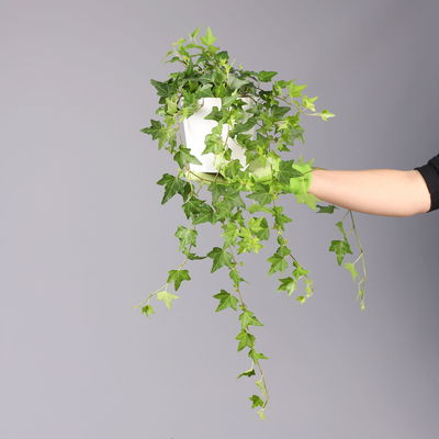 Hedera helix in Keramiktopf Dallas weiß, Topf-Ø 12/13 cm, 3er-Set