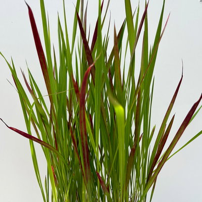 Japanisches Blutgras 'Red Baron', Blattspitzen in rot, Topf -Ø 19 cm, 2 Pflanzen Japanisches Blutgras 'Red Baron', Blattspitzen in rot, Topf -Ø 19 cm, 2 Pflanzen