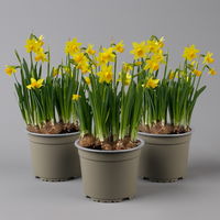 Narzisse 'Tête-à-Tête' gelb, vorgetrieben, Topf-Ø 15 cm, 3 Pflanzen