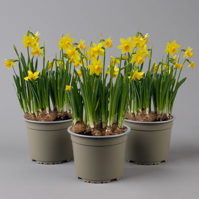 Narzisse 'Tête-à-Tête' gelb, vorgetrieben, Topf-Ø 15 cm, 3 Pflanzen