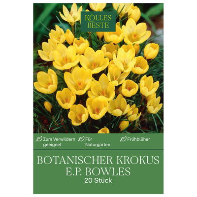 botanische Krokusse 'E. P. Bowles', gelb, 20 Blumenzwiebeln botanische Krokusse 'E. P. Bowles', gelb, 20 Blumenzwiebeln