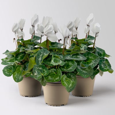 Alpenveilchen 'Meine Beste', weiß, Topf-Ø 13 cm, 3 Pflanzen Alpenveilchen 'Meine Beste', weiß, Topf-Ø 13 cm, 3 Pflanzen